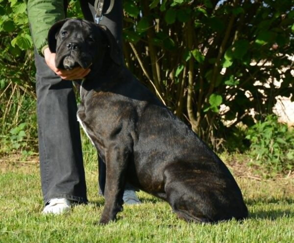 Ildie Cane Corso Ildie Cane Corso