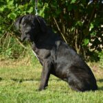 Ildie-female-cane-corso-puppy-for-sale- (4)