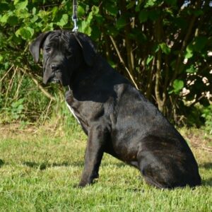 Ildie Cane Corso Ildie Cane Corso
