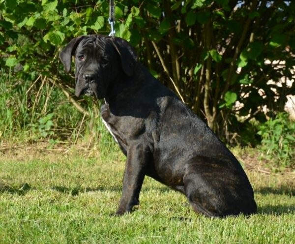 Ildie Cane Corso Ildie Cane Corso