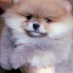 Inayra-female-Pomeranian puppy-for-sale-1