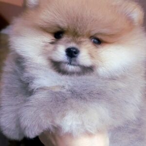 Inayra Pomeranian Inayra Pomeranian