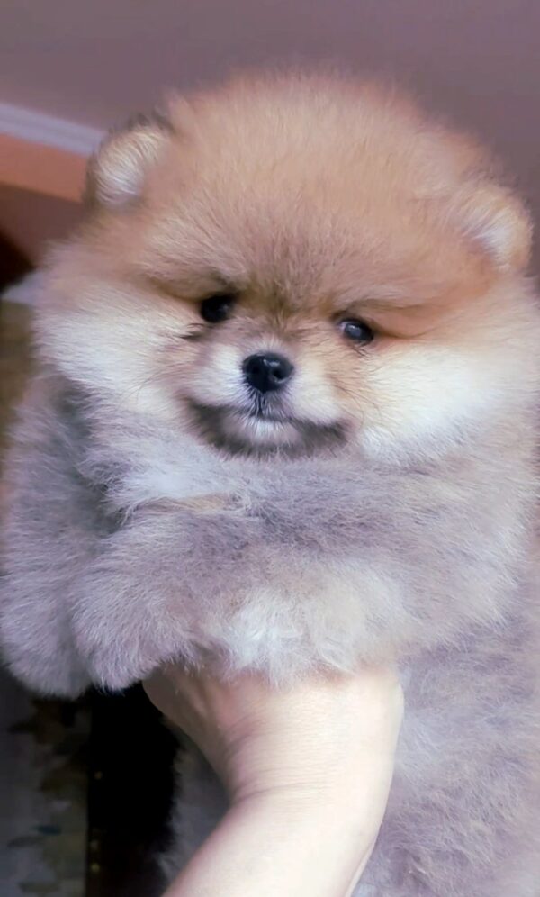 Inayra Pomeranian Inayra Pomeranian