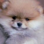 Inayra-female-Pomeranian puppy-for-sale-2