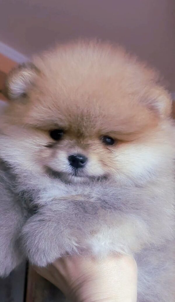 Inayra Pomeranian Inayra Pomeranian