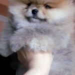 Inayra-female-Pomeranian puppy-for-sale-3
