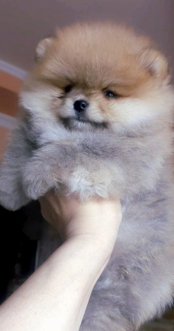 Inayra Pomeranian Inayra Pomeranian