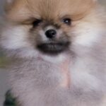Indiga-female-Pomeranian puppy-for-sale-1