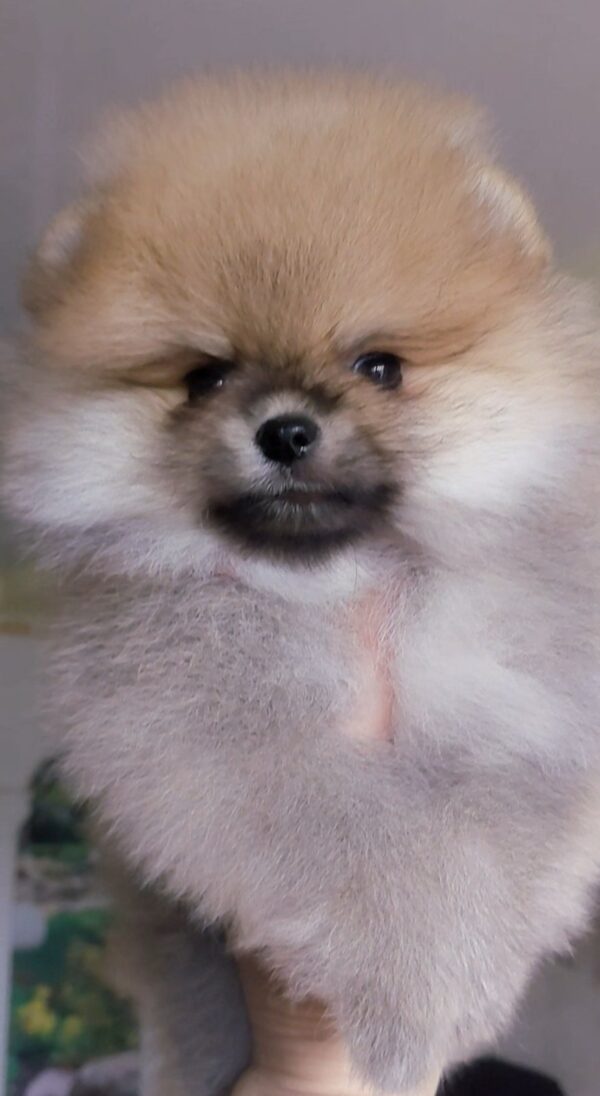 Indiga Pomeranian Indiga Pomeranian