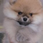 Indiga-female-Pomeranian puppy-for-sale-2