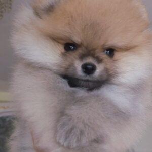 Indiga Pomeranian Indiga Pomeranian