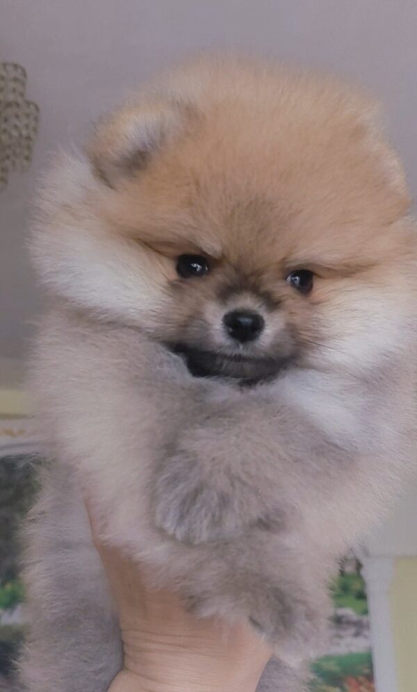 Indiga Pomeranian Indiga Pomeranian