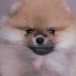 Indiga-female-Pomeranian puppy-for-sale-3