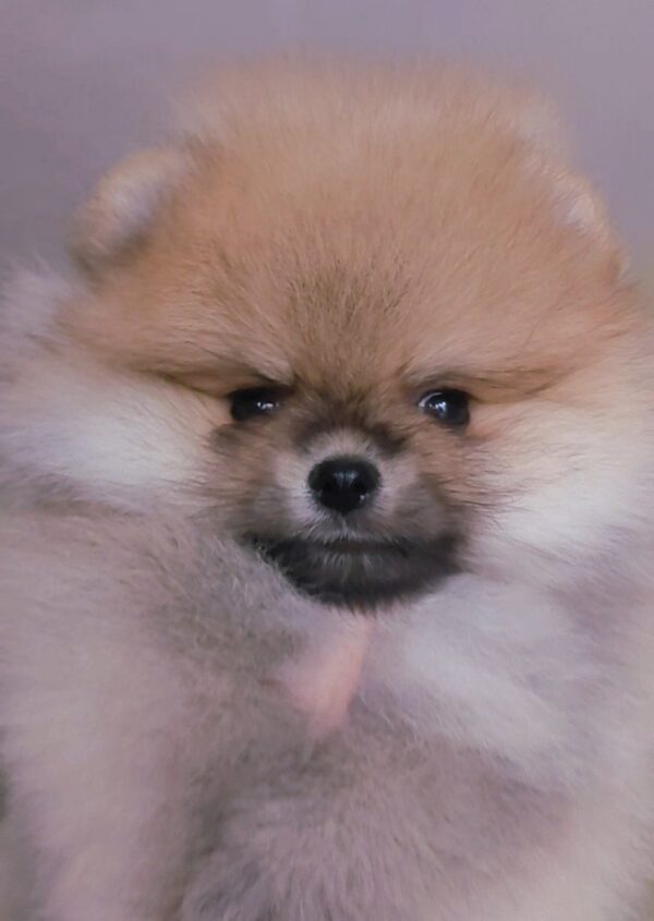 Indiga Pomeranian Indiga Pomeranian