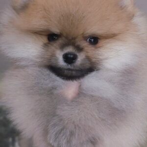 Indiga Pomeranian Indiga Pomeranian