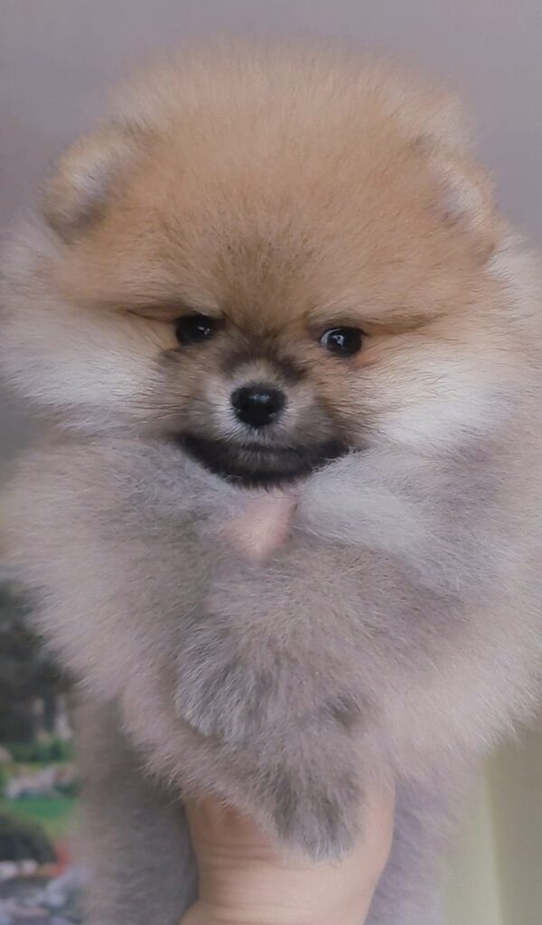 Indiga Pomeranian Indiga Pomeranian