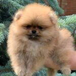 Irissa-female-Pomeranian-puppy-for-sale-1