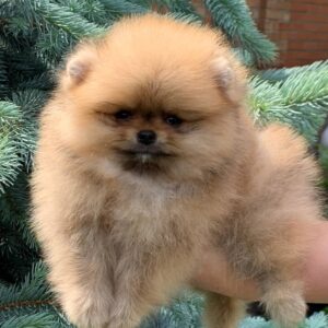 Irissa Pomeranian Irissa Pomeranian