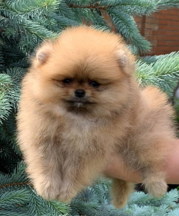 Irissa Pomeranian Irissa Pomeranian