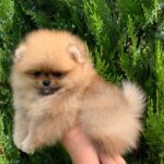 Irissa-female-Pomeranian-puppy-for-sale-2