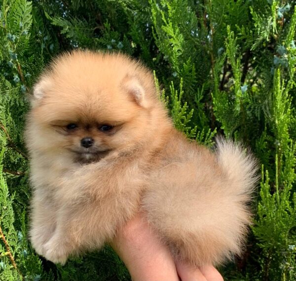 Irissa Pomeranian Irissa Pomeranian