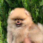Irissa-female-Pomeranian-puppy-for-sale-3