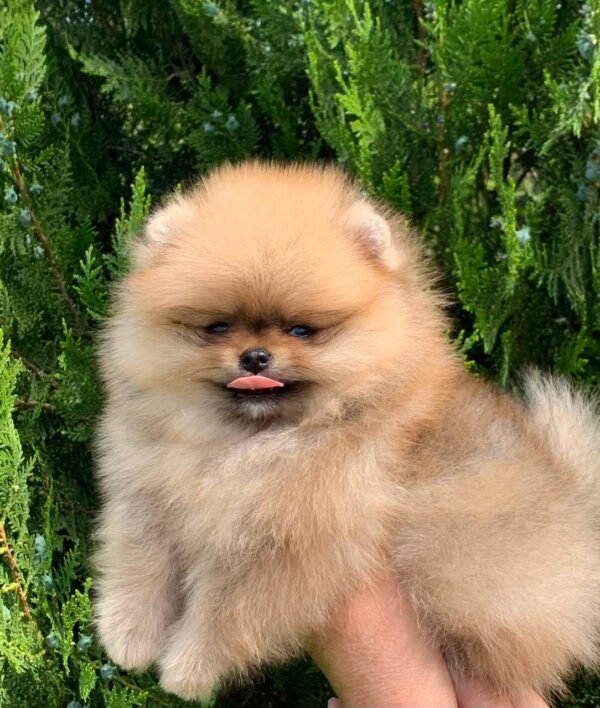Irissa Pomeranian Irissa Pomeranian