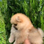 Irissa-female-Pomeranian-puppy-for-sale-4