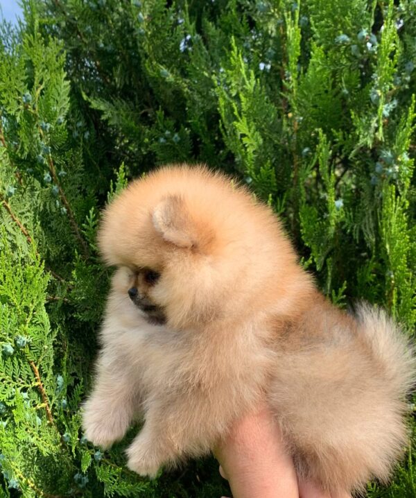 Irissa Pomeranian Irissa Pomeranian