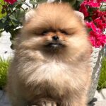 Irissa-female-Pomeranian-puppy-for-sale-5