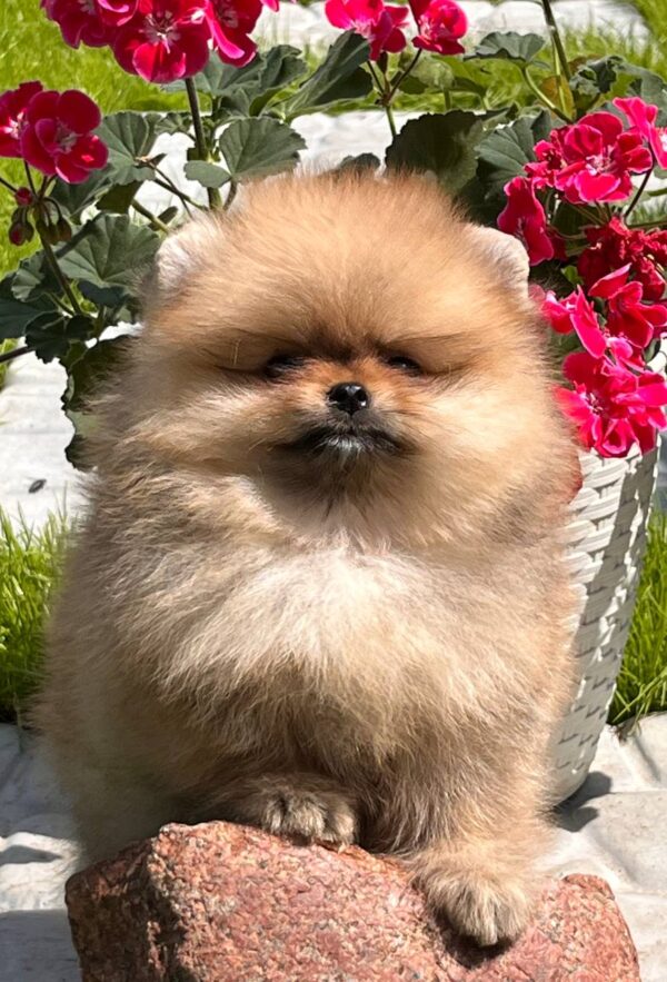 Irissa Pomeranian Irissa Pomeranian