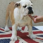 Jade-female-english-bulldog-puppy-for-sale- (1)