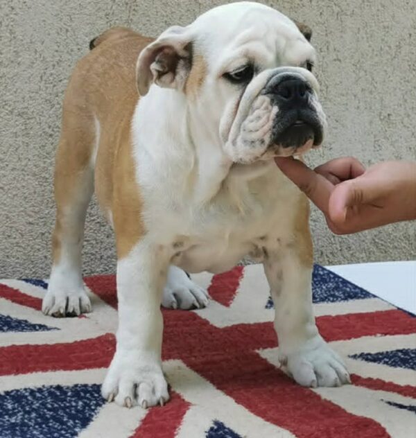 Jade English Bulldog Jade English Bulldog