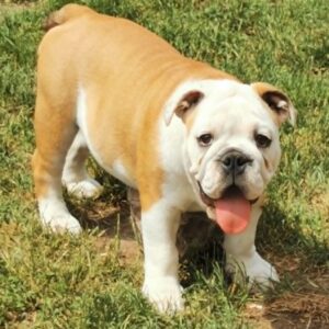 Jade English Bulldog Jade English Bulldog