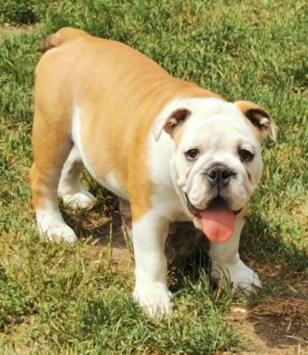 Jade English Bulldog Jade English Bulldog