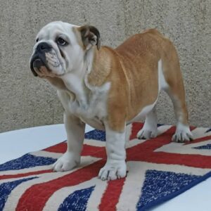 Jade English Bulldog Jade English Bulldog