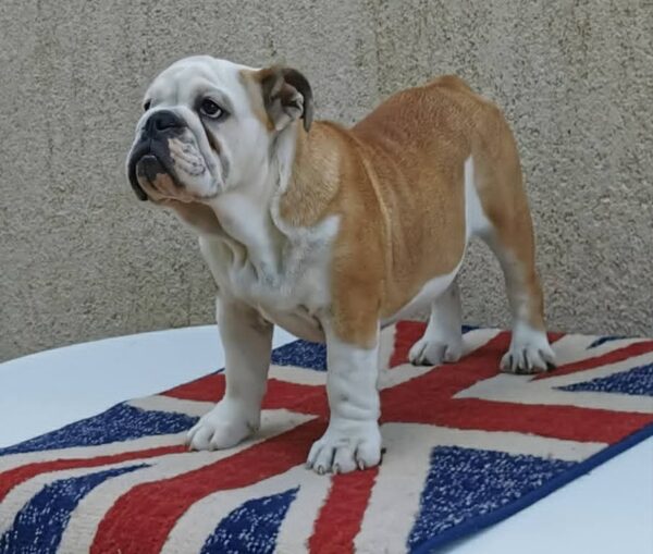 Jade English Bulldog Jade English Bulldog