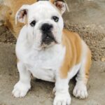 Jade-female-english-bulldog-puppy-for-sale- (2)