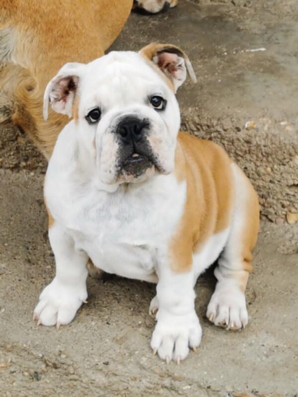 Jade English Bulldog Jade English Bulldog