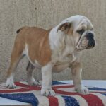 Jade-female-english-bulldog-puppy-for-sale- (3)