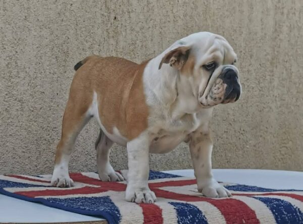 Jade English Bulldog Jade English Bulldog