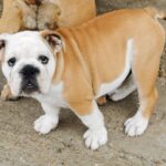 Jade-female-english-bulldog-puppy-for-sale- (3)