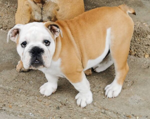 Jade English Bulldog Jade English Bulldog