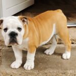 Jade-female-english-bulldog-puppy-for-sale- (4)