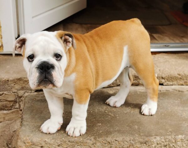 Jade English Bulldog Jade English Bulldog