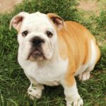 Jade-female-english-bulldog-puppy-for-sale- (5)