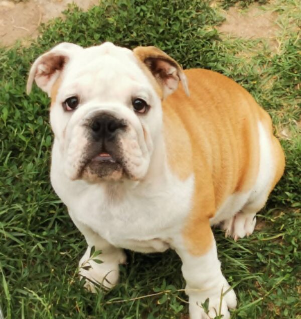 Jade English Bulldog Jade English Bulldog