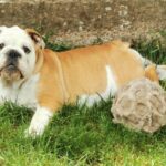 Jade-female-english-bulldog-puppy-for-sale- (6)