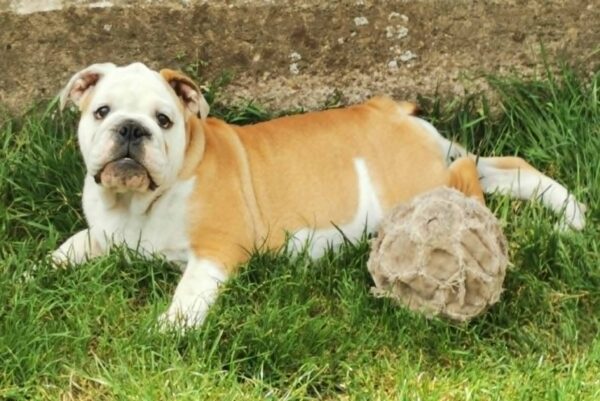 Jade English Bulldog Jade English Bulldog