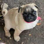 Jasma-female-Pug-puppy-for-sale-1